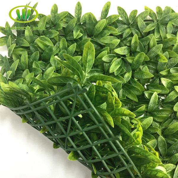Boxwood Hedge